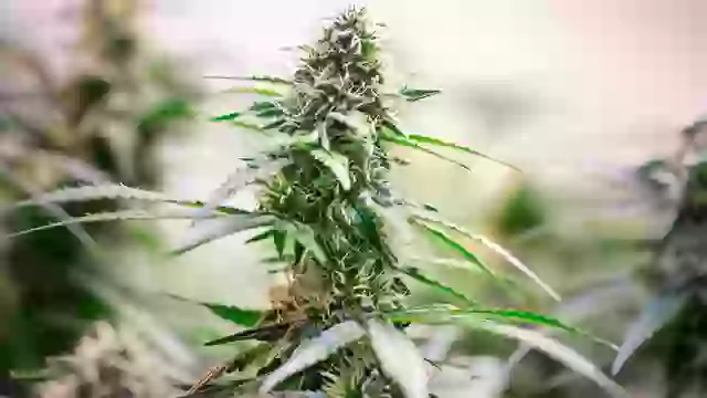 Scientists issue terrifying new health warnings after study reveals strength of cannabis is increasing.