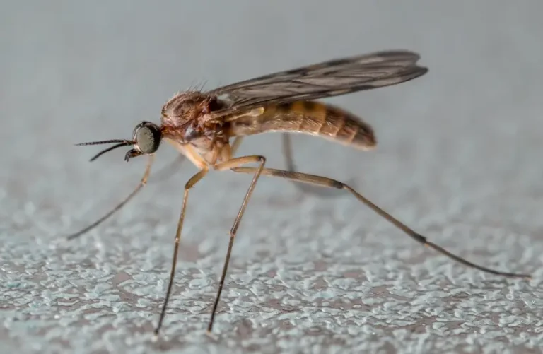 Scientific reason some people get bitten by mosquitos more than others.