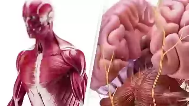 Shocking simulation shows exactly what happens to your body if you stop eating sugar for 2 weeks.