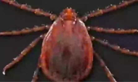 disease infested.alt