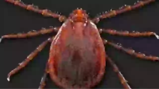 Experts issue urgent warning over disease-infested tick which has spread to more than 20 states.