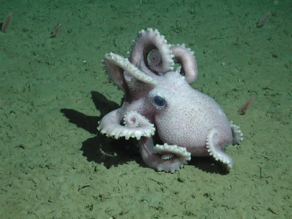 Deep-Sea Octopus Guarding Eggs for Four Years in Monterey Canyon