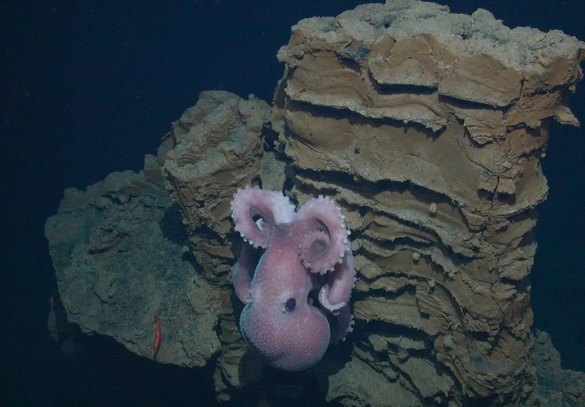 Deep-sea octopus Graneledone boreopacifica guarding her eggs in the dark waters of Monterey Canyon.