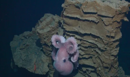 Deep-sea octopus Graneledone boreopacifica guarding her eggs in the dark waters of Monterey Canyon.