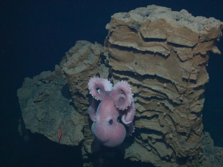 The Deep-Sea Octopus That Guarded Her Eggs for Four Years