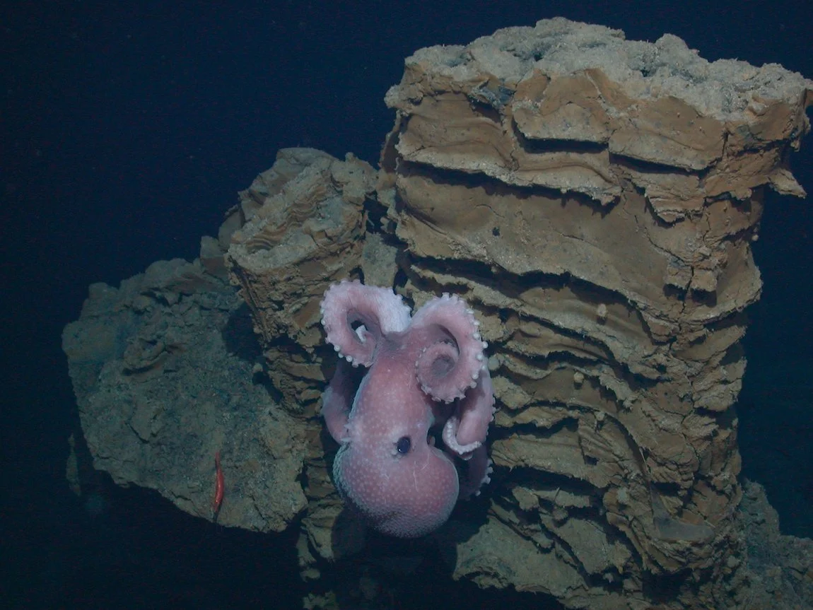 Deep-sea octopus Graneledone boreopacifica guarding her eggs in the dark waters of Monterey Canyon.