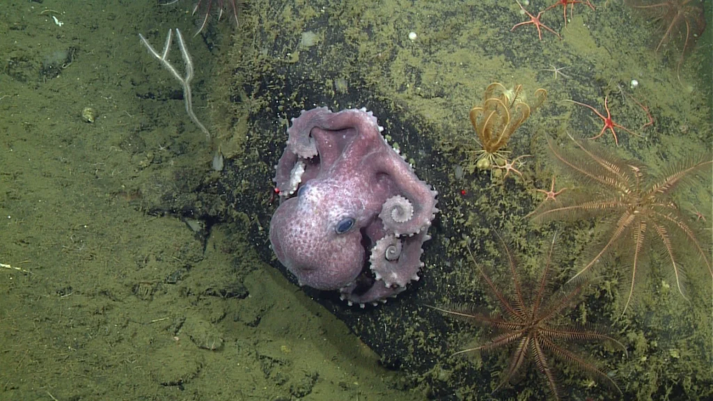 Warty Deep-Sea Octopus Observed by MBARI