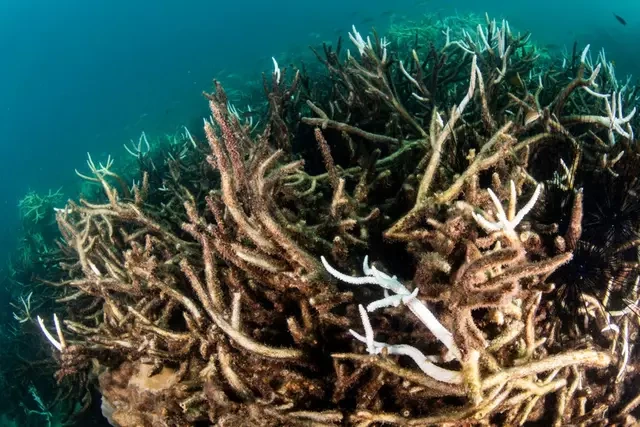 Scientists warn Earth is nearing 'catastrophic' climate tipping points if coral reefs die out