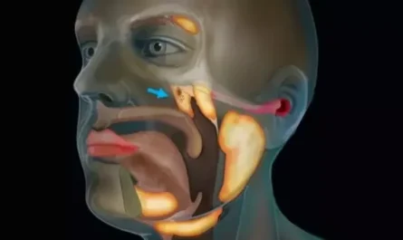 Scientists accidentally discovered a new organ in the human body