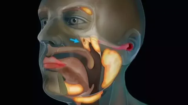 Scientists accidentally discovered a new organ in the human body