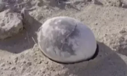 Archaeologists uncover 70-million-year-old dinosaur egg