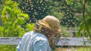 Doctor Warns Humanity as Insects Are Falling ‘Silent’ Around the World