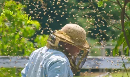 Doctor Warns Humanity as Insects Are Falling ‘Silent’ Around the World