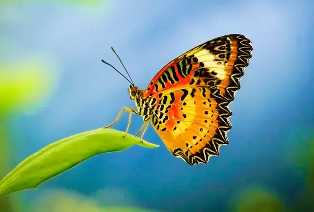 Could butterflies really go extinct? 